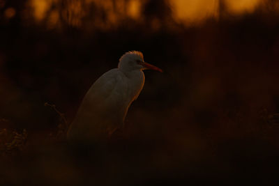 Close-up of bird perching