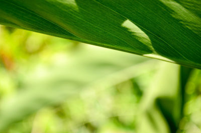 Close-up of fresh green leaf