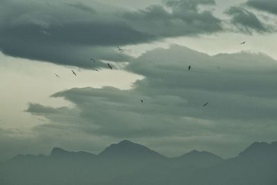 Flock of birds flying in sky
