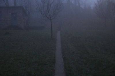 Bare trees in foggy weather