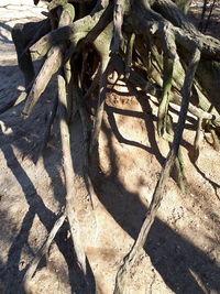 High angle view of wood on field