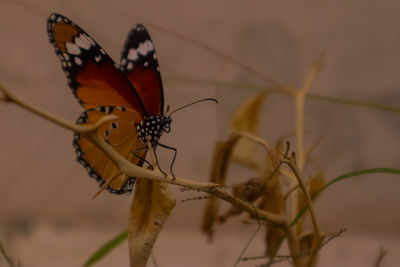 Close-up of butterfly pollinating flower