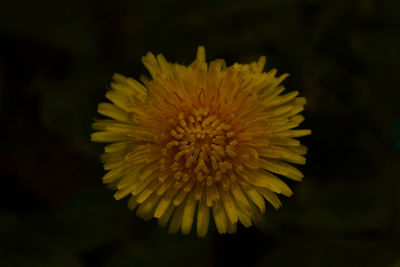 Close-up of yellow flower