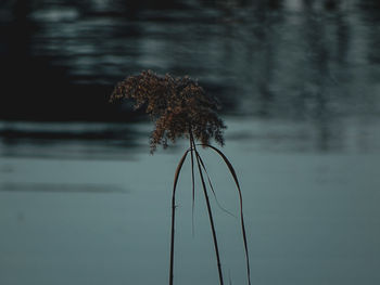 Close-up of wilted plant by lake during winter