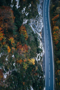 High angle view of bridge amidst trees during autumn