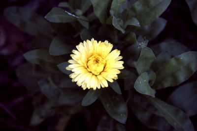 Close-up of yellow flowering plant