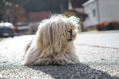 View of a dog on road in city