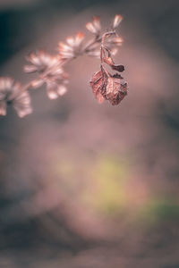 Close-up of wilted plant