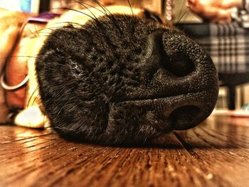 Close-up of a cat sleeping on wooden table