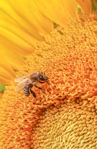 Close-up of bee on yellow flower