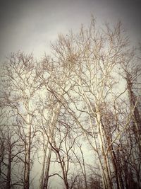 Low angle view of bare trees against sky