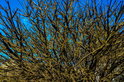 Low angle view of pine tree