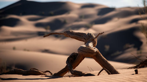 View of driftwood on sand