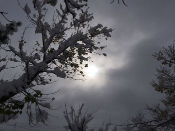 Low angle view of bare trees against sky