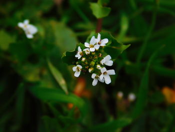 Close-up of white flowers