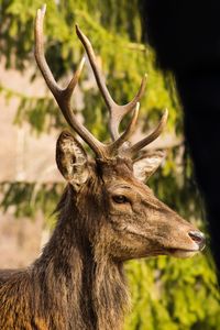 Close-up of deer on field