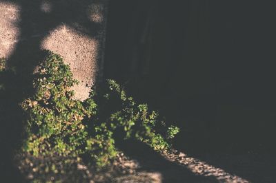 Shadow of plant on wall