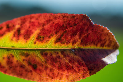 Close-up of autumn leaf in water