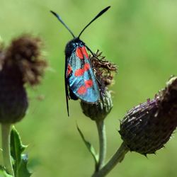 Close-up of butterfly on flower bud