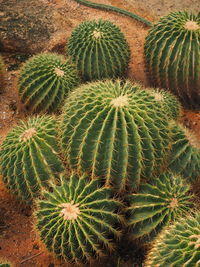 High angle view of succulent plant on field