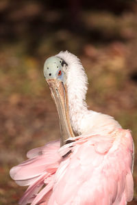 Juvenile roseate spoonbill bird platalea ajaja in a pond in southern florida.