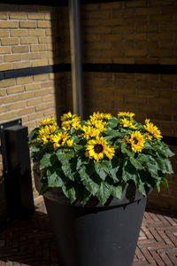 Yellow flower pot against brick wall