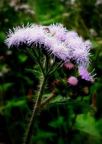 Close-up of purple flowers