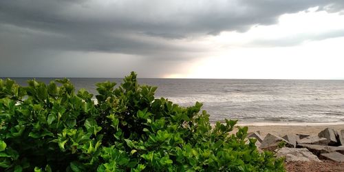 Plants by sea against sky