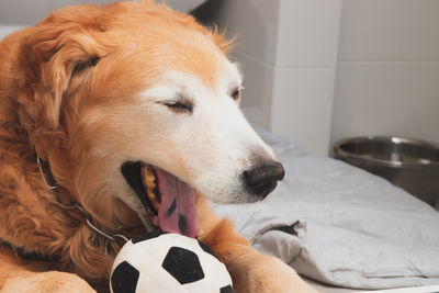 Close-up of dog looking away