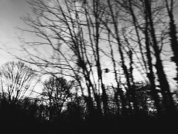 Bare trees at sunset