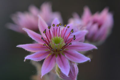 Close-up of pink flower