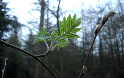 Close-up of tree branch