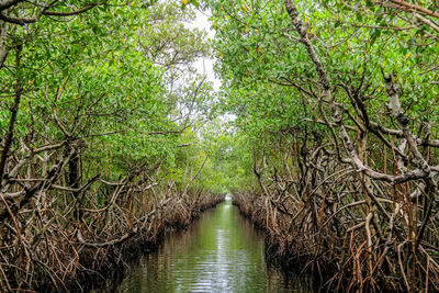 Scenic view of river amidst trees in forest