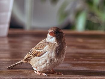 Close-up of sparrow on wooden table