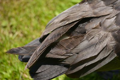 Close-up of bird perching on leaf