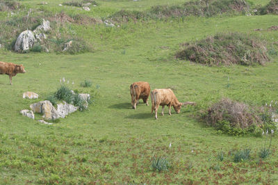 Cow in a field