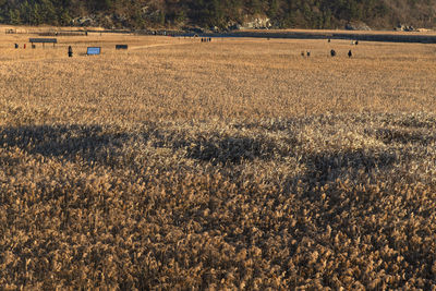 Scenic view of agricultural field