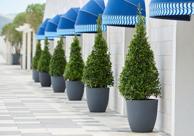 Potted plants on footpath