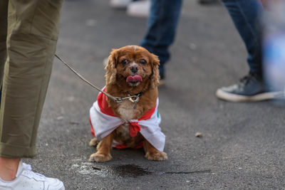 Low section of people with dog