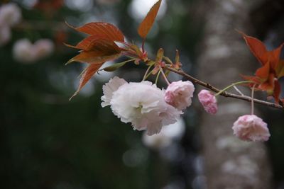 Close-up of apple blossoms in spring