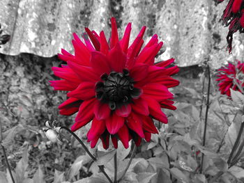 Close-up of red flower blooming outdoors