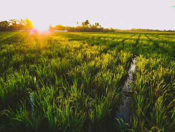 Scenic view of agricultural field against sky during sunset