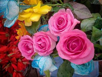 Close-up of pink rose