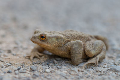 Close-up of lizard on rock