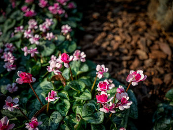 Close-up of pink flowering plants