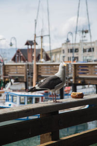 Bird perching on harbor against sky