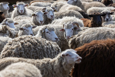 The sheep peacefully graze in the pen. a lot of beautiful lambs. the rays of the sun illuminate.