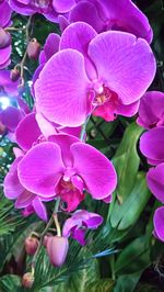 Close-up of pink flowers