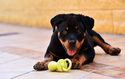 Portrait of dog with ball on floor