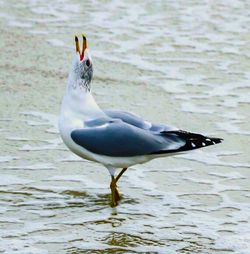 Close-up of duck swimming on lake